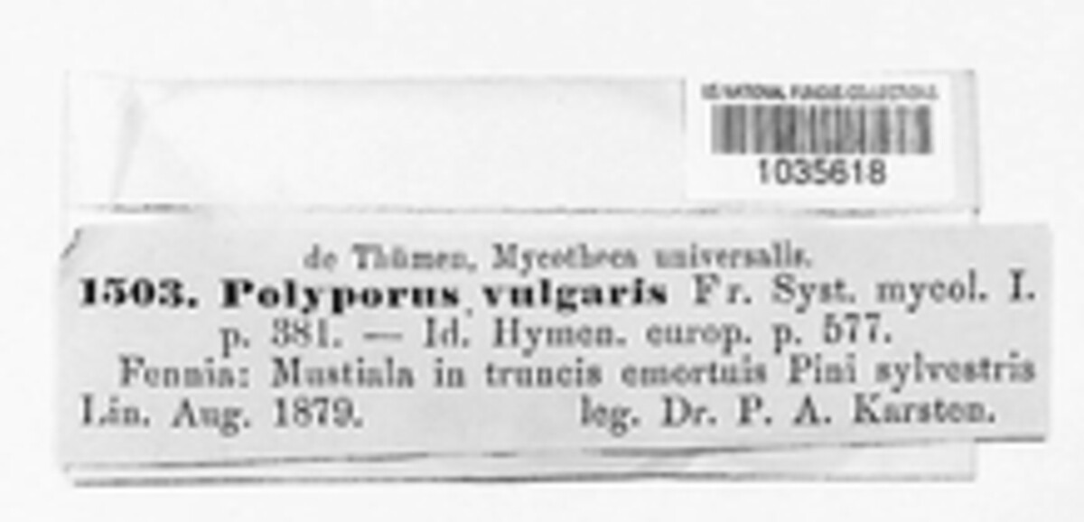 Polyporus vulgaris image